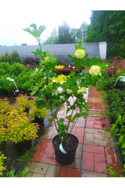 Калина обыкновенная Розеум - 3-5л/вис.60-80см/Ø30-40см